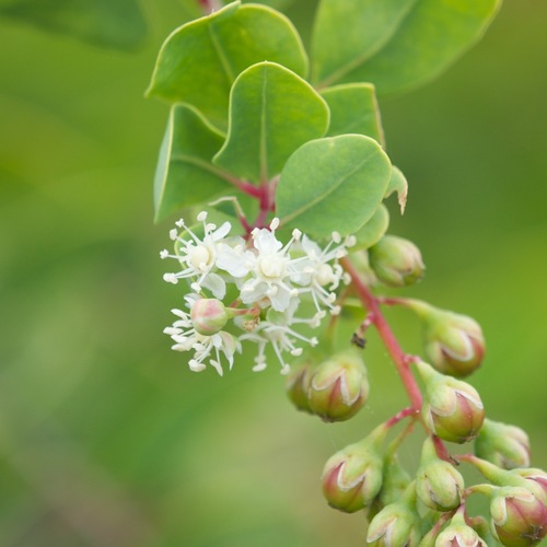 Baja California Stegnosperma