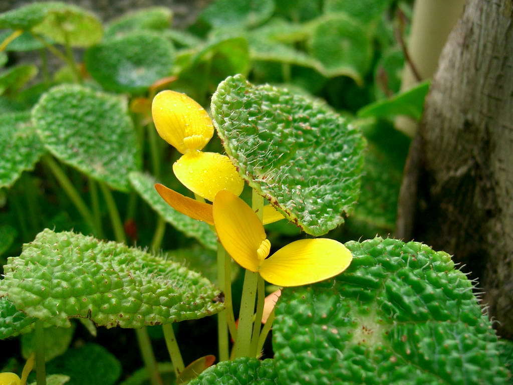 Loasibegonia