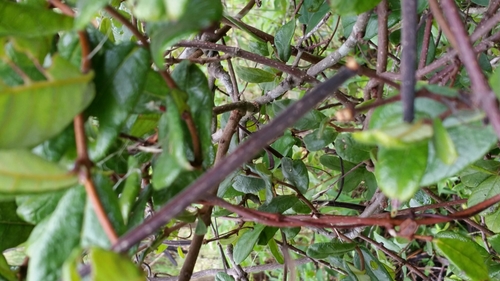 Pentopetia cotoneaster image
