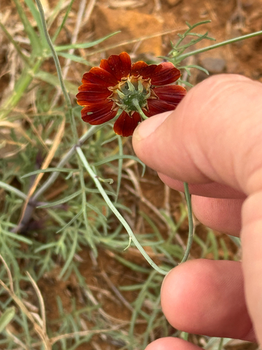 Burridge greenthread (Thelesperma burridgeanum)