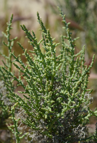 Iodinebush (Allenrolfea occidentalis)