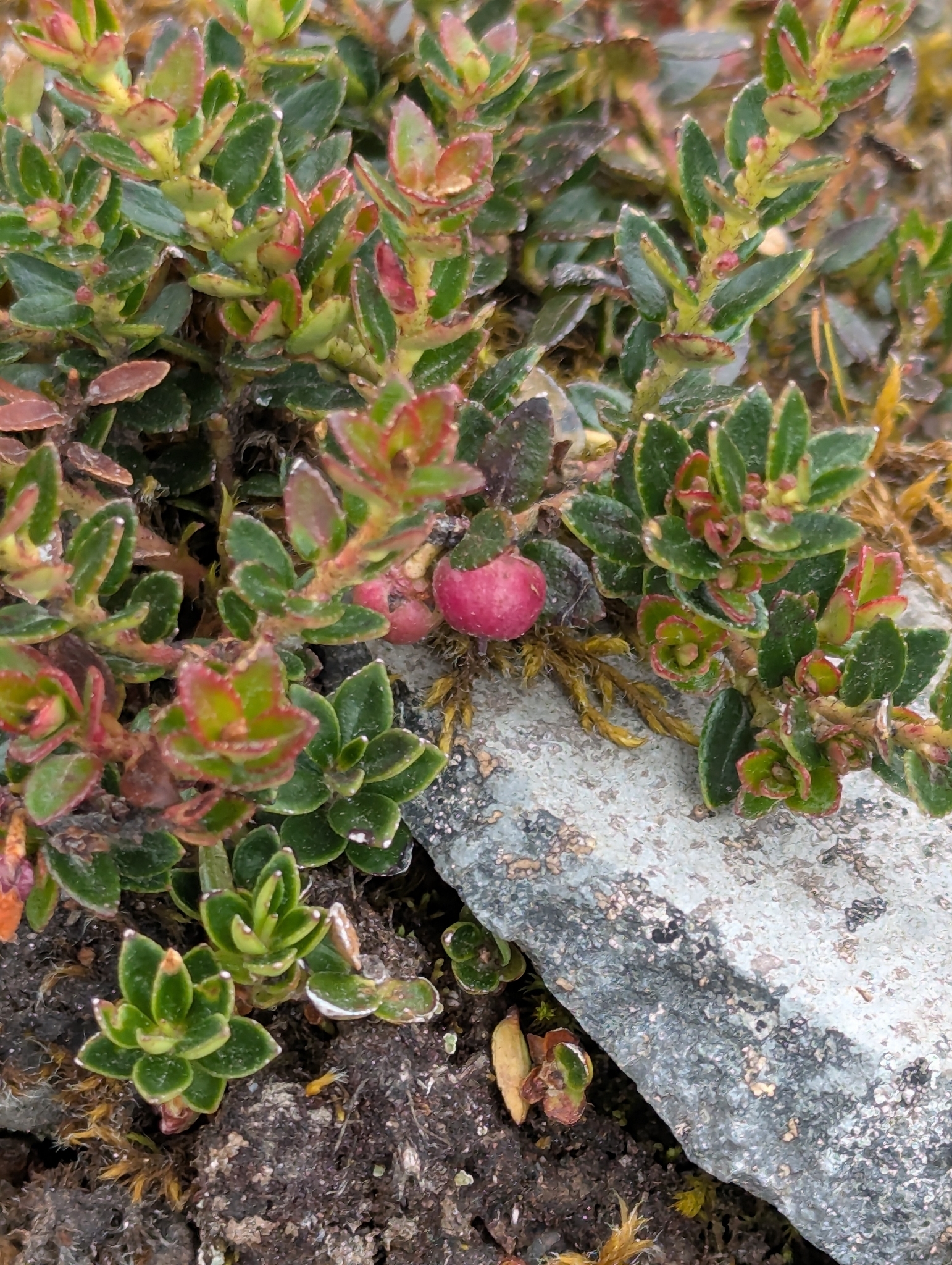 Cacalote (Gaultheria myrsinoides)