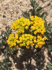 Lomatium parvifolium