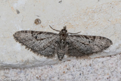 Eupithecia bolterii