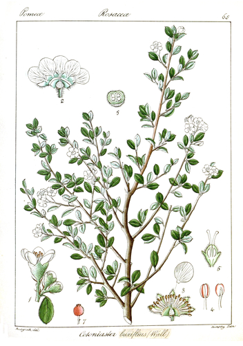 Cotoneaster buxifolius