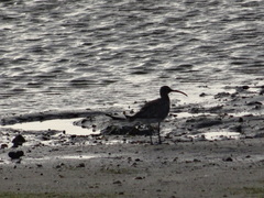 Numenius phaeopus phaeopus
