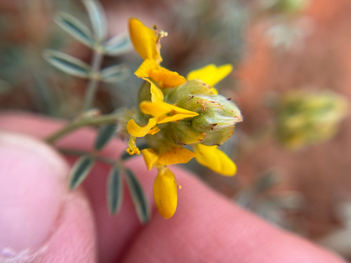 dwarf prairie clover (Dalea nana)