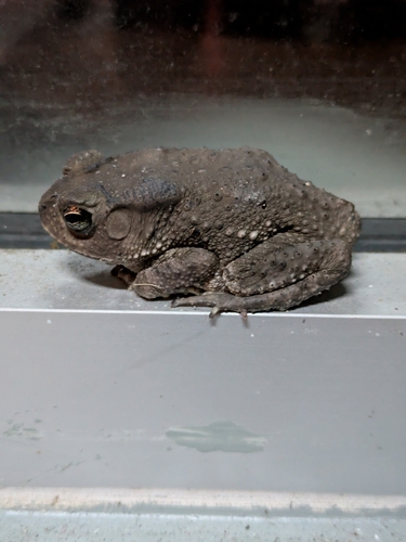 Asian Common Toad