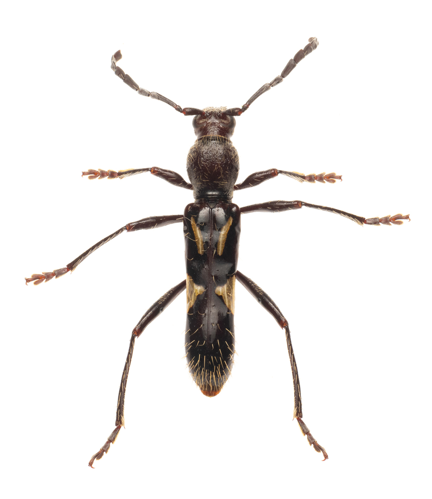 Stenygra contracta