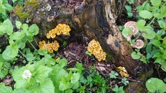 Pleurotus citrinopileatus