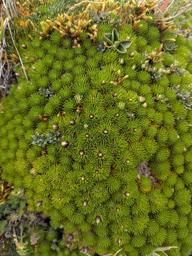 Werneria humilis, photograph 4