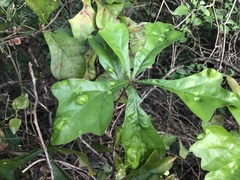 Taphrina caerulescens