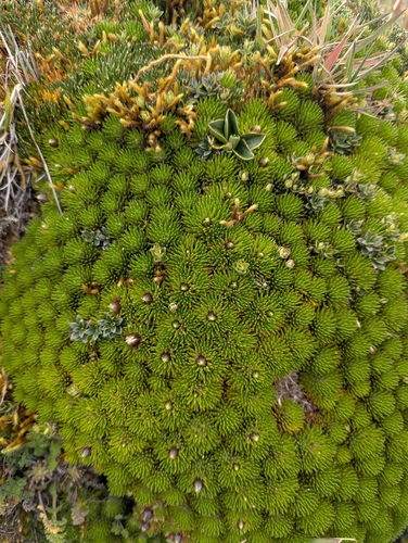 Werneria humilis, photograph 5