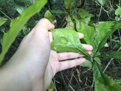 Taphrina caerulescens