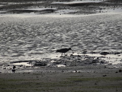 Numenius phaeopus phaeopus