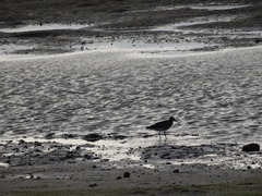 Numenius phaeopus phaeopus