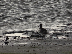 Numenius phaeopus phaeopus