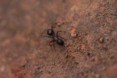 Camponotus dumetorum