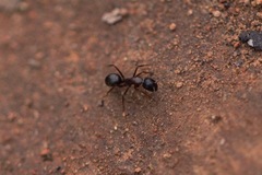 Camponotus dumetorum