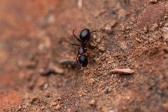 Camponotus dumetorum