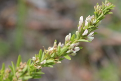 Lespedeza juncea