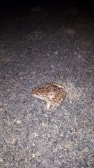 Lithobates sphenocephalus utricularius