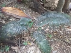 Lepidozamia peroffskyana