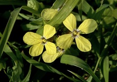 Enarthrocarpus arcuatus