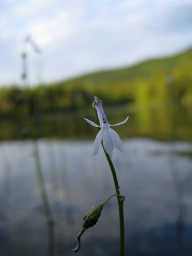 Water Lobelia (Lobelia dortmanna)