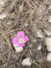 Oenothera rosea