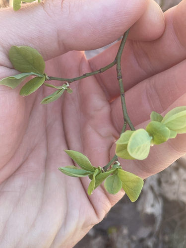 Early Lowbush Blueberry (Vaccinium pallidum)