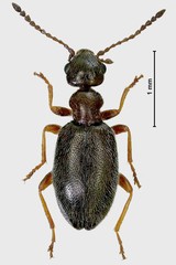 Microhoria plumbea