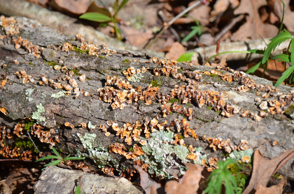 Stereum complicatum · April 2026 · photo: © gatorhawk (iNaturalist, cc-by)