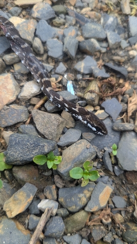 Boddaert's Tropical Racer