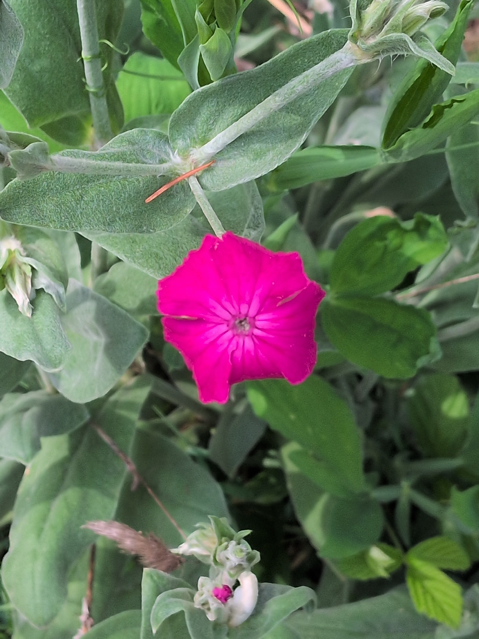 Rose Campion (Silene coronaria)
