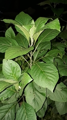 Gymnanthemum amygdalinum