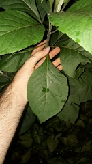 Gymnanthemum amygdalinum