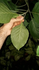 Gymnanthemum amygdalinum