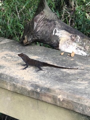 Anolis gundlachi