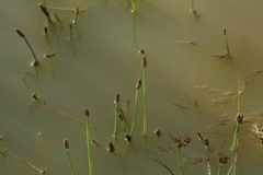 Eleocharis ussuriensis