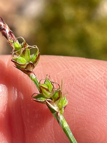 fibrous-rooted sedge (Carex communis)