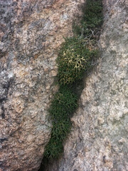 Selaginella sanguinolenta