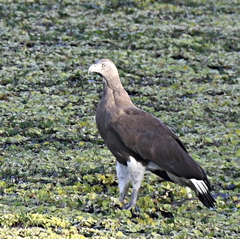 Haliaeetus ichthyaetus