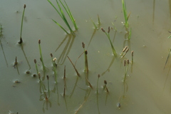 Eleocharis ussuriensis
