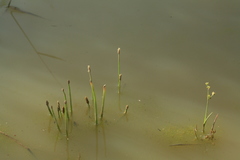 Eleocharis ussuriensis