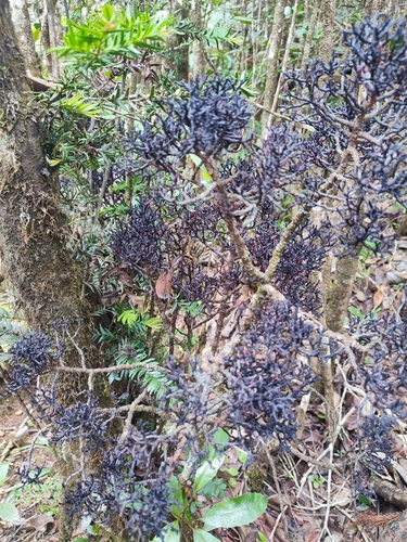 Parasite yew (Parasitaxus usta)