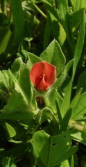 Lotus tetragonolobus