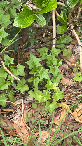 Delairea odorata observed 2026-04-05