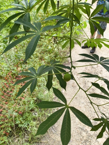 hardy tapioca (Manihot grahamii)