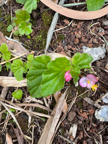 Begonia cucullata observed 2026-04-05